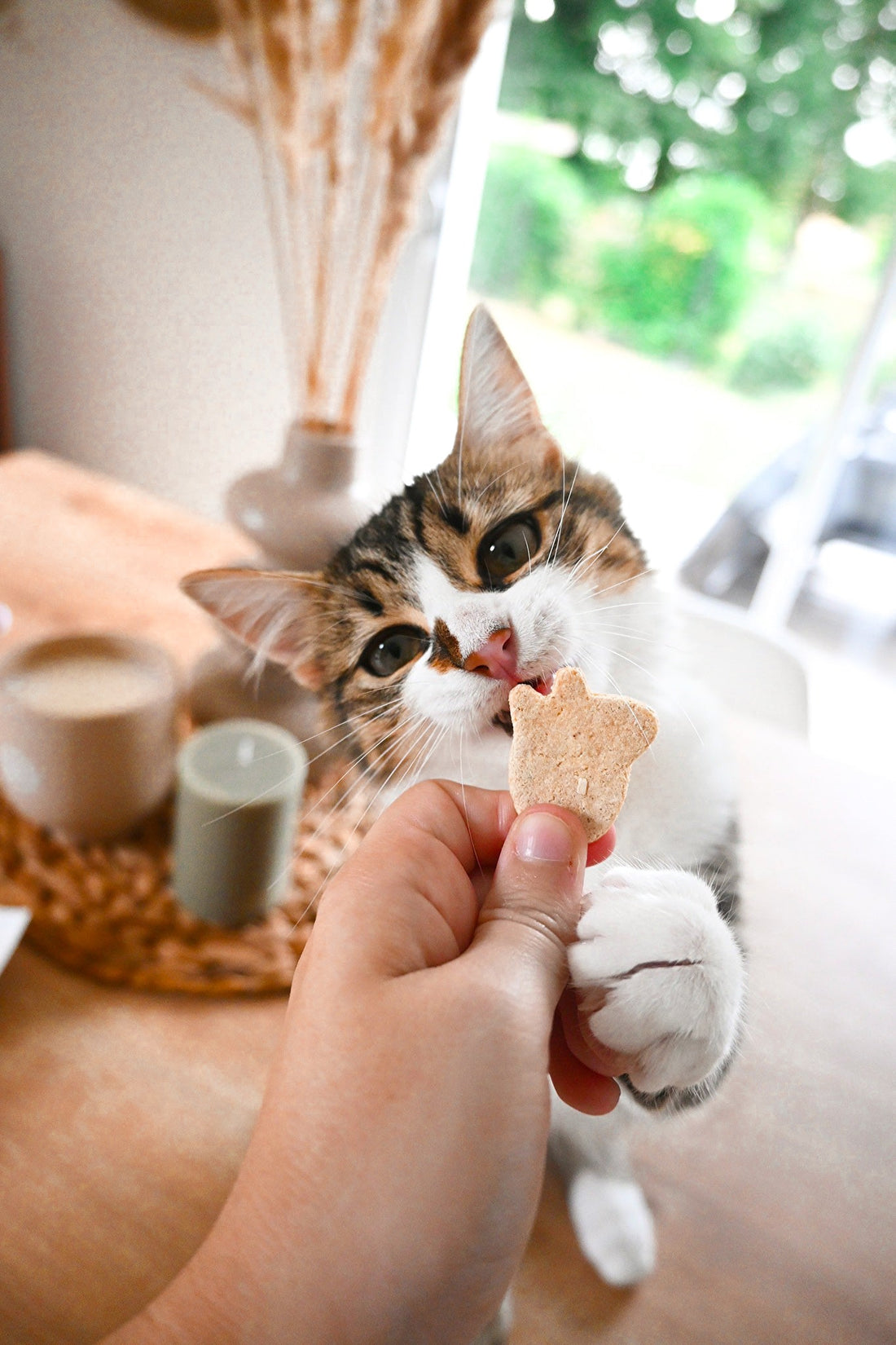 Des friandises naturelles pour tous vos compagnons