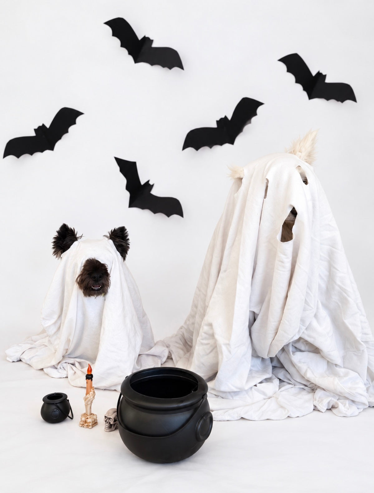 Box Halloween